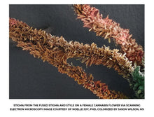 Load image into Gallery viewer, Curious About Cannabis: A Scientific Introduction to a Controversial Plant (3rd Edition HARDBACK)
