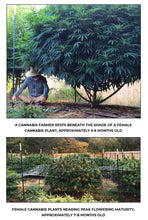 Load image into Gallery viewer, Curious About Cannabis: A Scientific Introduction to a Controversial Plant (3rd Edition HARDBACK)
